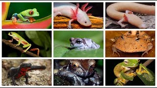 10 Anfibios mas hermosos del mundo CUARTO DE REPTILES [upl. by Eiramyelhsa]