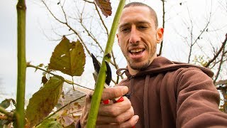 How To Prune BLACKBERRIES For Better Harvests [upl. by Scever]