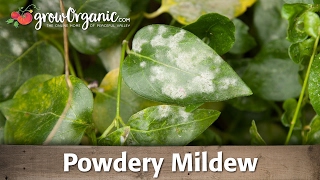 Powdery Mildew  Organic Gardening [upl. by Lasala]