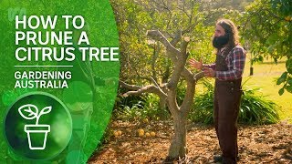 How to Prune a Citrus Tree  Citrus  Gardening Australia [upl. by Okihsoy]