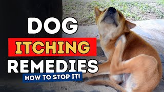 Top 3 Remedies To Stop Dog Itching Fast [upl. by Han77]