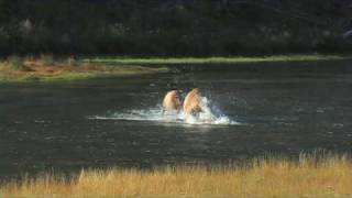 Elk Fighting in River  Yellowstone National Park [upl. by Gilberte399]