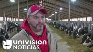 Inmigrante pasa de ordeñar vacas a tener su propia planta lechera en Wisconsin [upl. by Asseralc]