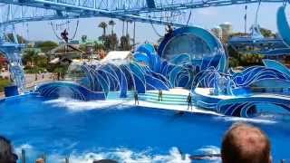 Blue Horizons Dolphin Show  Sea World San Diego FULL SHOW [upl. by Croom]