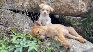 The cry for help of two dogs abandoned by their cruel owner on the side of the road and I saved them [upl. by Oir]