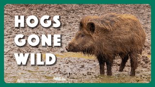 Hogs Wild Fighting the Feral Pig Problem [upl. by Shiroma]