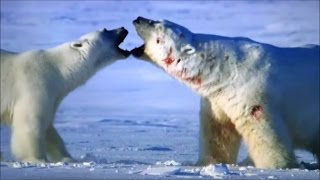 The worlds largest polar bear fighting to the death [upl. by Janina412]