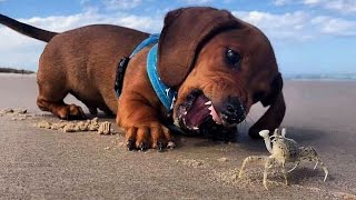 Funniest amp Cutest Dachshund Puppies 3 [upl. by Yaker]