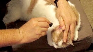 How to treat your cats ear infection at home using tea tree oil [upl. by Drannek]