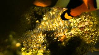 Clownfish From Egg to Hatch [upl. by Beeck]