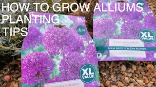 How to Plant amp Grow Alliums [upl. by Eceerahs]