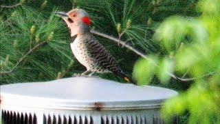 Worlds Loudest Woodpecker Drumming  Mini Documentary [upl. by Caresse]