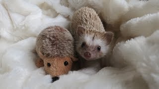 A day in the life of a Hedgehog [upl. by Oleta]