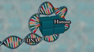 Chromosome structure  Medical animation [upl. by Ermin]