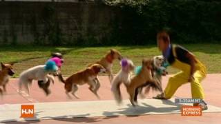 Dogs jumping rope set record [upl. by Esnohpla]