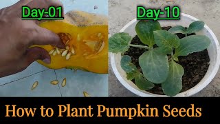 How to plant pumpkin seeds [upl. by Hteik]