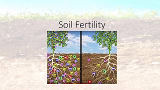 Soil Fertility [upl. by Remoh752]