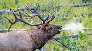 Elk Bulls Bugling During the Rut [upl. by Obnukotalo]