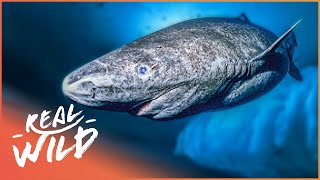 The Greenland Shark The Search For A 400YearOld Monster  Natural Kingdom  Real Wild [upl. by Diarmid862]