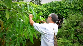 Pruning Mango Trees 101 w Dr Richard Campbell [upl. by Dotson]