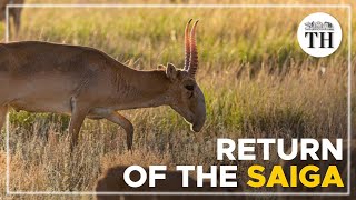 Return of the Saiga antelopes in Kazakhstan [upl. by Lapham]