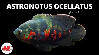 Oscar  Astronotus ocellatus ✔ [upl. by Ahsienet]