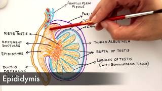 Gross Anatomy and Histology of Testes [upl. by Eliak]