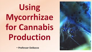 Using Mycorrhizae for Cannabis Production [upl. by Ytsur]