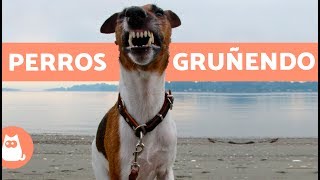 Perros gruñendo  Growling dogs [upl. by Yetnruoc]