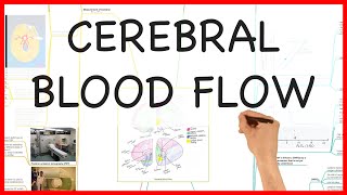 CEREBRAL BLOOD FLOW PHYSIOLOGY SERIES [upl. by Web]