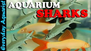 Can You Keep a SHARK in an AQUARIUM 4 Types of Freshwater Shark Fish [upl. by Cohlier47]