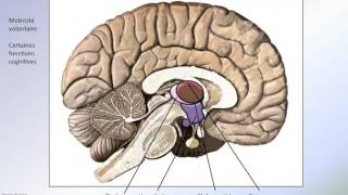 Ganglions de la base [upl. by Yvan]