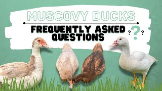 Muscovy Ducks Tips for Raising Muscovy Ducks [upl. by Rossy]