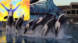 Last One Ocean show at SeaWorld San Diego 1817 [upl. by Hulburt]