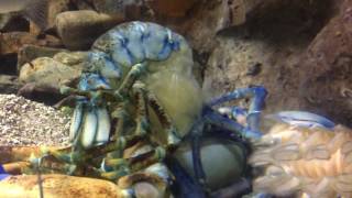 Rare Blue Lobster Molting [upl. by Narhem]