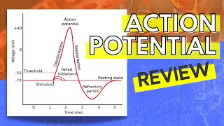 013 A Review of the Action Potential [upl. by Greenman]