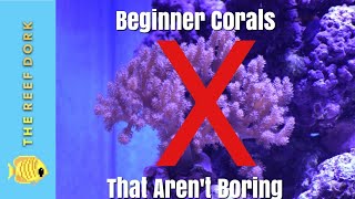 Top 7 Beginner Corals That Arent Boring [upl. by Zanlog]