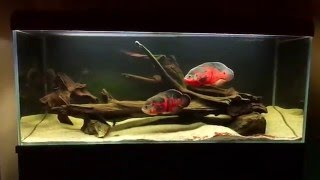 Oscar fish Astronotus ocellatus 450l tank [upl. by Oeflein]