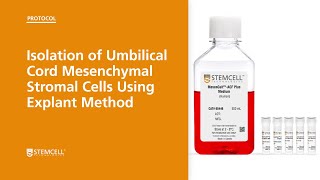 Isolation of Umbilical Cord Mesenchymal Stromal Cells Using Explant Method [upl. by Phaidra]