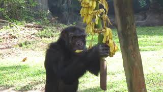 chimpanzee eating banana [upl. by Spiro]