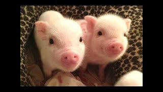 CUTE BABY PIGS COMPILATION 2018 2  Just Animal Videos [upl. by Esiuqcaj862]