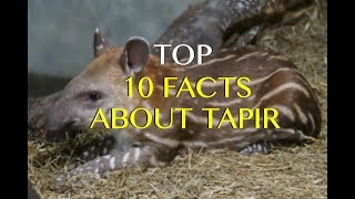 Top 10 Tapir Facts  Amazing True Facts About Tapirs [upl. by Stultz]