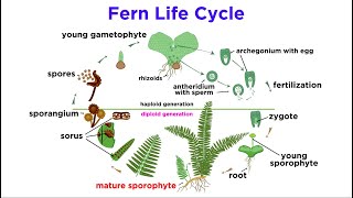 Ferns The Emergence of Roots and Stems [upl. by Anos]