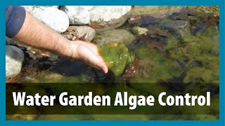 Water Gardens  Algae Control  Algae Treatment for Ponds [upl. by Allemac]