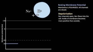 Depolarization vs Repolarization Action Potentials [upl. by Timmons]