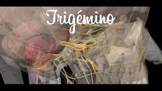 Trigémino  Parte 1  Origen y Trayecto Anatomía 3D tipscirubucal [upl. by Ettenawtna]