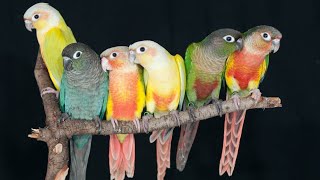 green cheek conure sound parrots bird Birds singing [upl. by Dranal341]