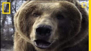 How to Survive a Grizzly Attack  National Geographic [upl. by Parthen]