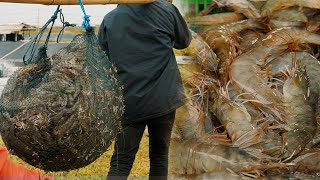 Vannamei Shrimp Farming Explained  Harvesting Process [upl. by Ajroj]