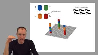 ADS1 Sequencing by Synthesis [upl. by Gentille847]